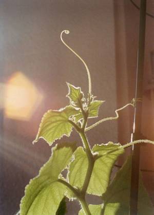 新作、近作から過去の代表作まで 野口里佳の現在地を示す『野口里佳　不思議な力』10月7日より開催