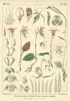 植物分類学者・牧野富太郎の植物標本と植物図も公開『練馬区立美術館コレクション＋　植物と歩く』7月2日より開催