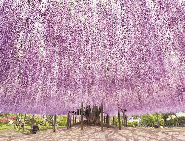 1位は紅、白、ピンクのグラデーションが楽しめる「花桃」の名所　「春の花」絶景ランキングTOP10！