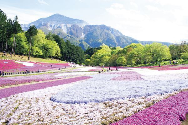 1位は紅、白、ピンクのグラデーションが楽しめる「花桃」の名所　「春の花」絶景ランキングTOP10！