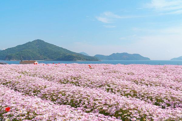 1位は紅、白、ピンクのグラデーションが楽しめる「花桃」の名所　「春の花」絶景ランキングTOP10！