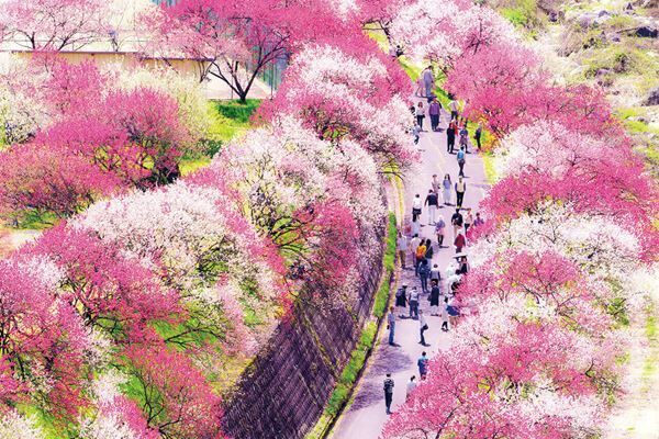 1位は紅、白、ピンクのグラデーションが楽しめる「花桃」の名所　「春の花」絶景ランキングTOP10！