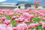 1位は紅、白、ピンクのグラデーションが楽しめる「花桃」の名所　「春の花」絶景ランキングTOP10！
