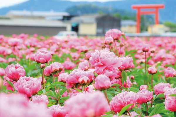 1位は紅、白、ピンクのグラデーションが楽しめる「花桃」の名所　「春の花」絶景ランキングTOP10！