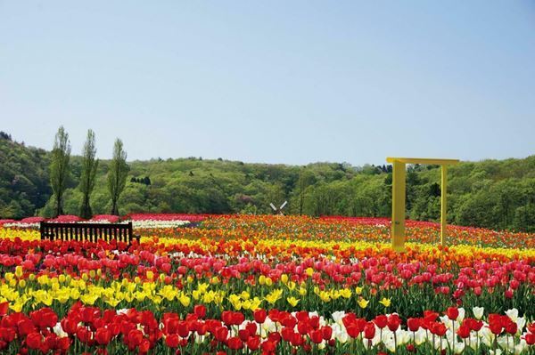 1位は紅、白、ピンクのグラデーションが楽しめる「花桃」の名所　「春の花」絶景ランキングTOP10！