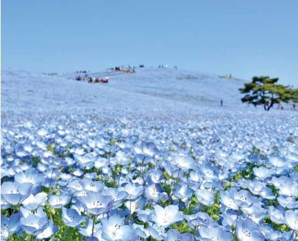 1位は紅、白、ピンクのグラデーションが楽しめる「花桃」の名所　「春の花」絶景ランキングTOP10！