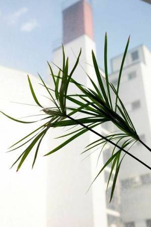 エスパス ルイ・ヴィトン、2月に東京にてヴォルフガング･ティルマンスによる写真展、大阪にてジャコメッティ展を開催