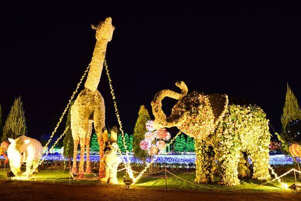 15年目の東武動物公園「ウインターイルミネーション」結成15周年の『ももいろクローバーZ』とコラボ