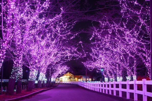 15年目の東武動物公園「ウインターイルミネーション」結成15周年の『ももいろクローバーZ』とコラボ
