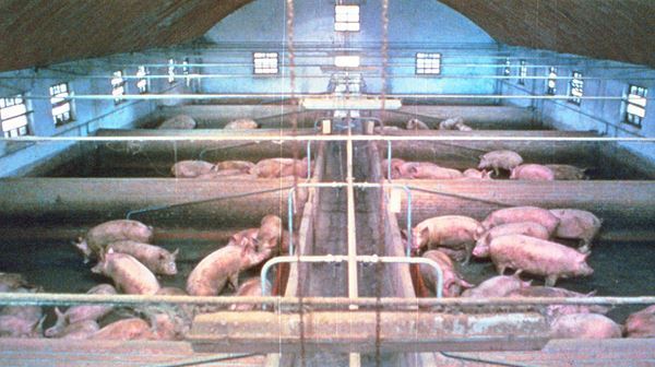 「エグいのに、観てよかったと思える」映画ライターSYO×PFF荒木啓子ディレクターが語る“パゾリーニ体験”