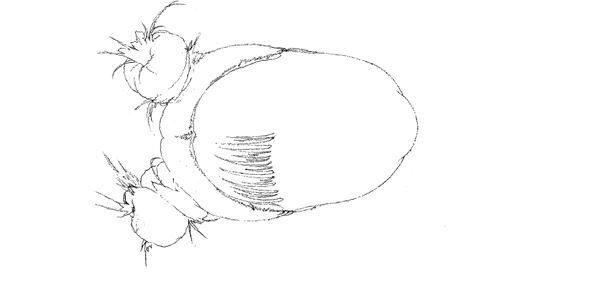 【藤田ニコル】ぴあ及川正通イラストの制作過程をレポート