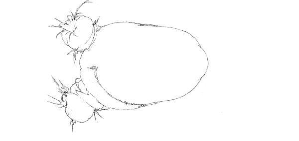 【藤田ニコル】ぴあ及川正通イラストの制作過程をレポート