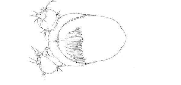 【藤田ニコル】ぴあ及川正通イラストの制作過程をレポート