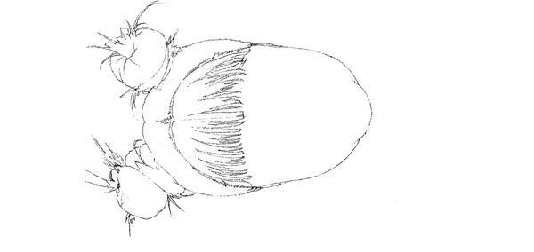 【藤田ニコル】ぴあ及川正通イラストの制作過程をレポート