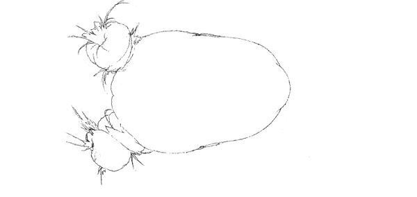 【藤田ニコル】ぴあ及川正通イラストの制作過程をレポート