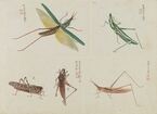 虫と人との親密な関係を改めて見つめ直す『虫めづる日本の人々』7月22日より開催