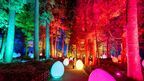 日本三名園・偕楽園の梅がインタラクティブに光り輝く　「チームラボ 偕楽園 光の祭」チケット、本日2月15日より販売
