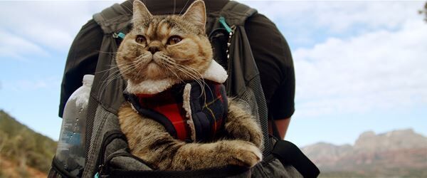 【おとなの映画ガイド】“猫好き”からにじみでる「男らしさ」とは？　可愛さ・賢さ・優しさ満載の映画──『猫と、とうさん』