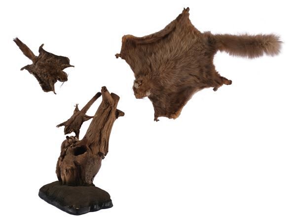皮膜をもつ哺乳類 （左からニホンモモンガ、フクロモモンガ、ムササビの剝製標本 ／国立科学博物館所蔵）