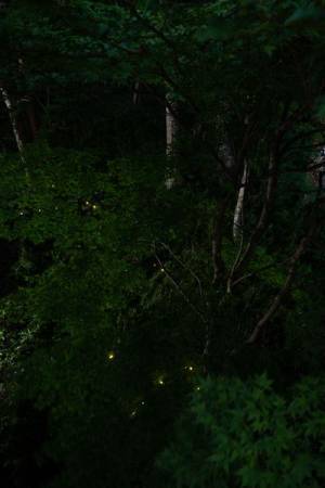 『フィリップ・パレーノ：この場所、あの空』開催中　箱根・ポーラ美術館の建築や立地をいかしたサイトスペシフィックな展覧会