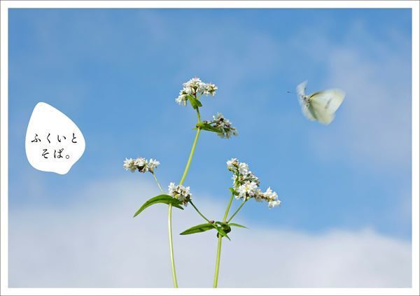 橘ケンチ、コラボ日本酒2種の発売日が北陸新幹線福井開業日に決定