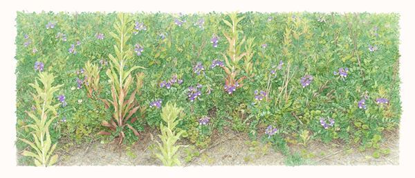 ミロコマチコら自然に深く関わり制作する5人を紹介『大地に耳をすます　気配と手ざわり』東京都美術館で