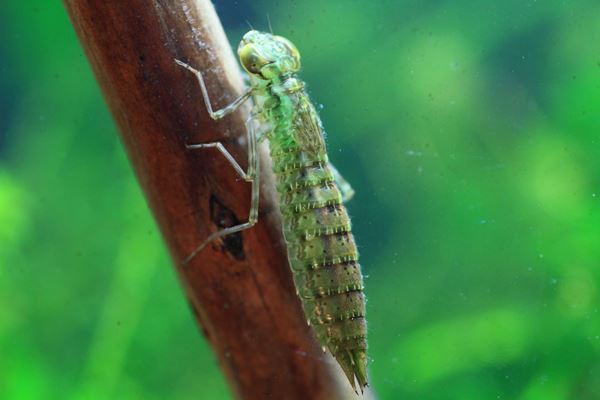 特別展『昆虫 MANIAC』国立科学博物館にて　最新の研究結果をふまえ昆虫の世界をマニアックに深掘り！