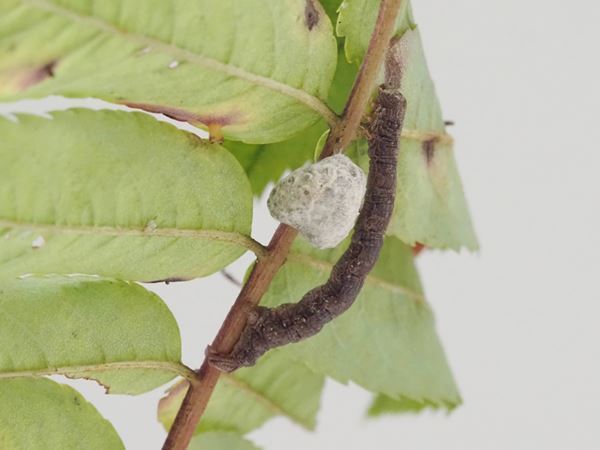 特別展『昆虫 MANIAC』国立科学博物館にて　最新の研究結果をふまえ昆虫の世界をマニアックに深掘り！