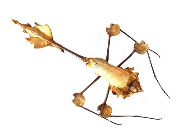 特別展『昆虫 MANIAC』国立科学博物館にて　最新の研究結果をふまえ昆虫の世界をマニアックに深掘り！