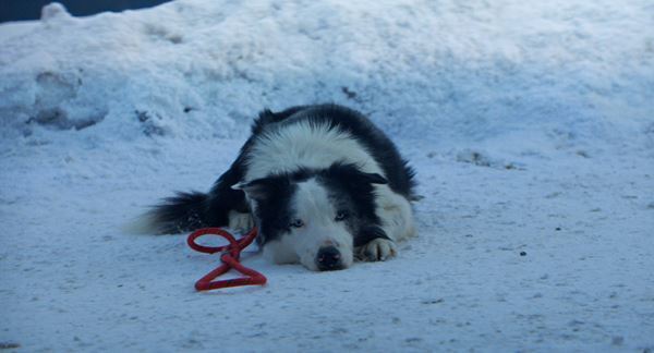『落下の解剖学』事故か、自殺か、他殺か？ ぐいぐい心の深淵に入り込んでいく傑作ミステリー【おとなの映画ガイド】
