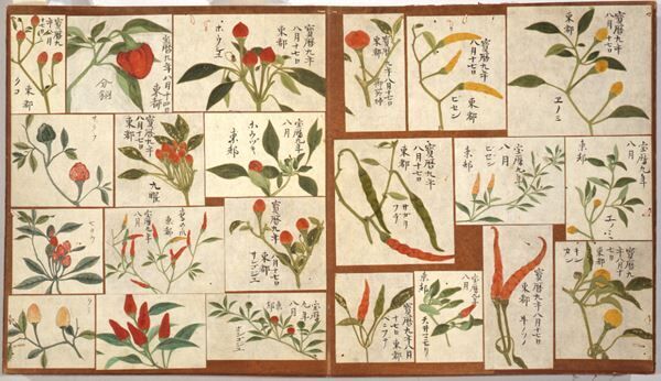 『殿さまのスケッチブック』永青文庫で　細川重賢による多彩な動植物の写生図を33年ぶりに公開