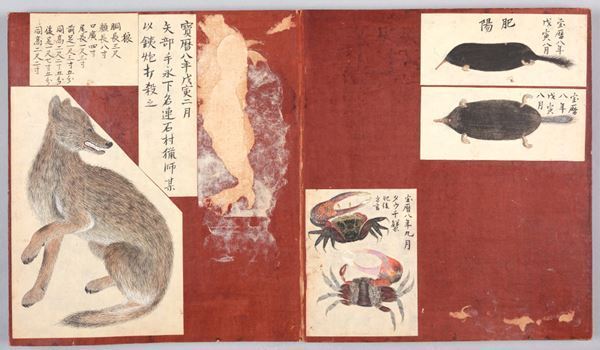 『殿さまのスケッチブック』永青文庫で　細川重賢による多彩な動植物の写生図を33年ぶりに公開