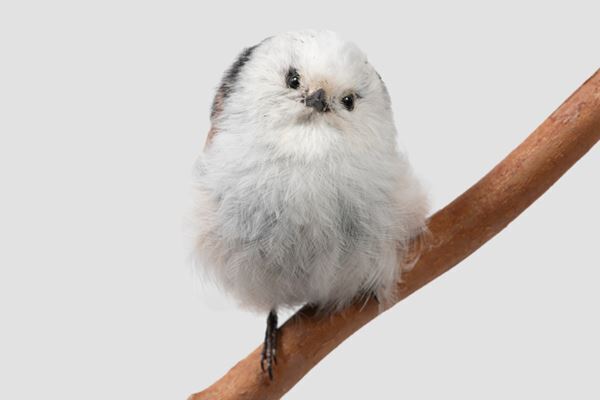 特別展『鳥』国立科学博物館で　600点超の骨格標本や生体復元モデルなどで最新の系統分類と生態を紹介