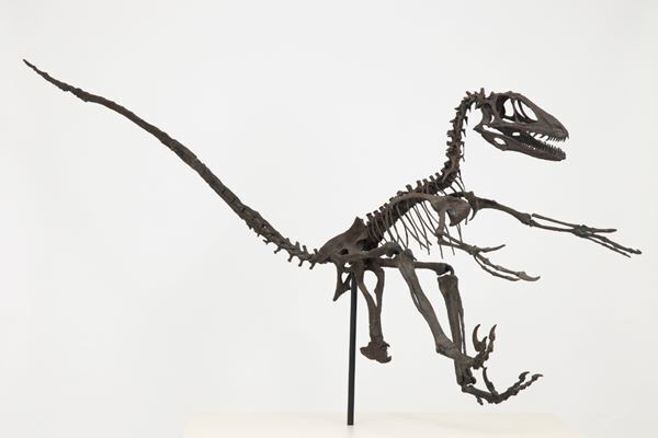 特別展『鳥』国立科学博物館で　600点超の骨格標本や生体復元モデルなどで最新の系統分類と生態を紹介