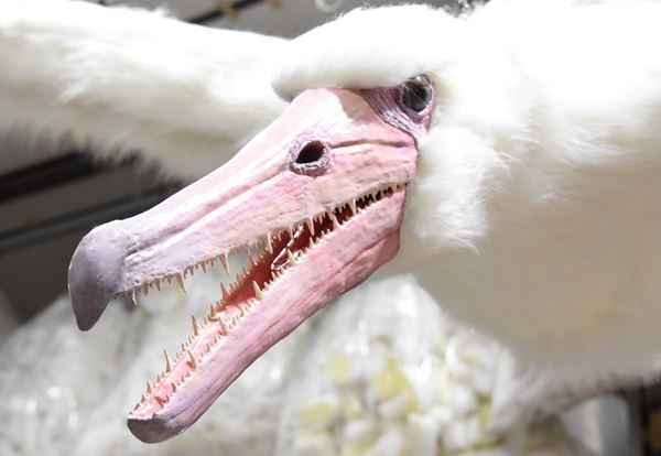 特別展『鳥』国立科学博物館で　600点超の骨格標本や生体復元モデルなどで最新の系統分類と生態を紹介