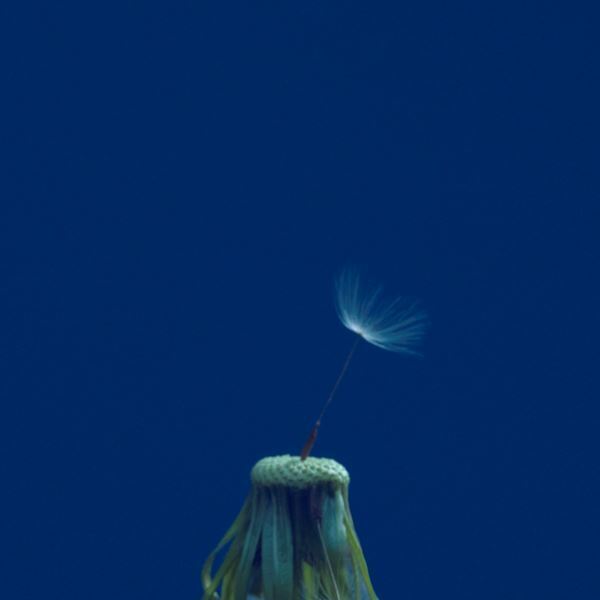 マカロニえんぴつ、新曲「たましいの居場所」が松たか子出演の日産「SAKURA」CMソングに