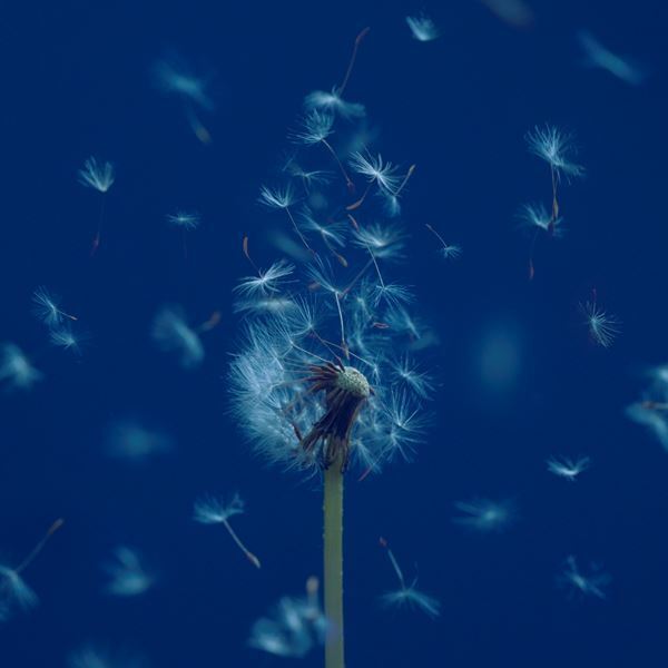 マカロニえんぴつ、新曲「たましいの居場所」が松たか子出演の日産「SAKURA」CMソングに