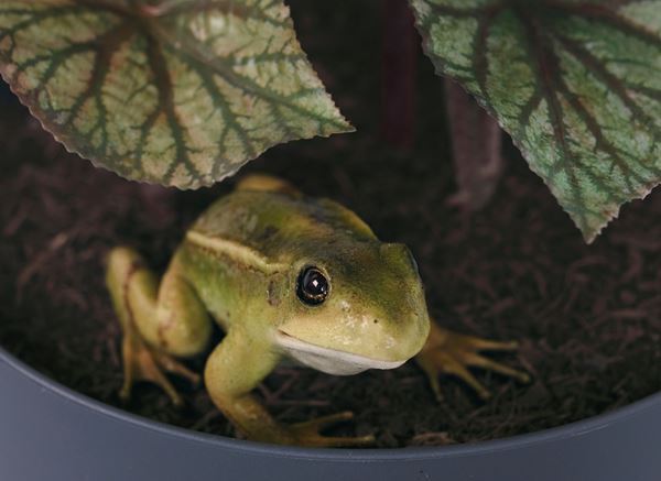 『ライアン・ガンダー：ユー・コンプリート・ミー』ポーラ美術館で　日本初公開の新作や同展のための新作を多数公開