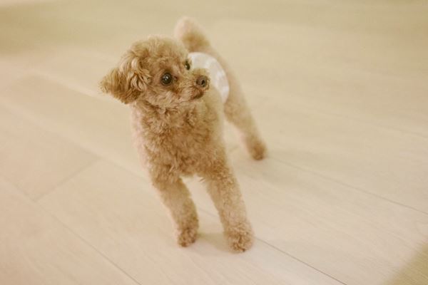 【スペシャルインタビュー前編】志田彩良の朝ドラへの挑戦「うさ子役を掴むまでは“悔しい”の繰り返しだった」