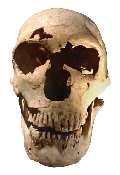 氷河期を生きたネアンデルタール人とクロマニョン人の実物頭骨を日本初公開　特別展『氷河期展 ～人類が見た4万年前の世界～』国立科学博物館で