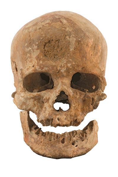 氷河期を生きたネアンデルタール人とクロマニョン人の実物頭骨を日本初公開　特別展『氷河期展 ～人類が見た4万年前の世界～』国立科学博物館で