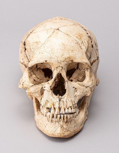 特別展『古代ＤＮＡ―日本人のきた道―』国立科学博物館で最新のゲノム解析結果をもとに日本人のルーツをたどる