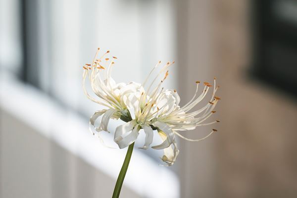 永瀬廉×吉川愛が和装で見つめ合う 『鬼の花嫁』特別メイキング映像公開