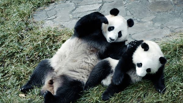シャオレイの返還先にはじゃれ合う親子＆天使すぎる双子の赤ちゃんが！ パンダまみれのドキュメンタリー映画、新写真6点解禁