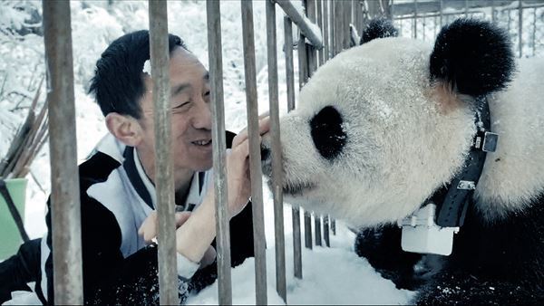 シャオレイの返還先にはじゃれ合う親子＆天使すぎる双子の赤ちゃんが！ パンダまみれのドキュメンタリー映画、新写真6点解禁