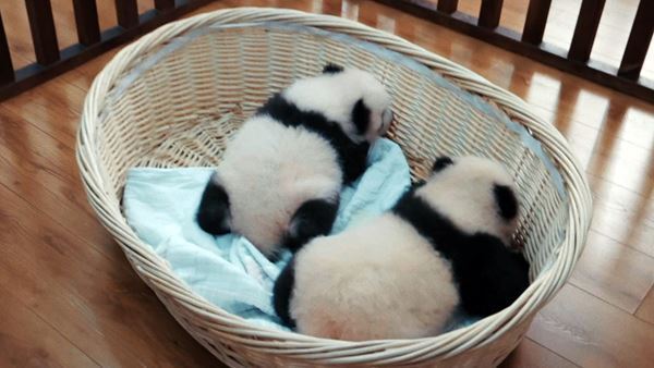 シャオレイの返還先にはじゃれ合う親子＆天使すぎる双子の赤ちゃんが！ パンダまみれのドキュメンタリー映画、新写真6点解禁