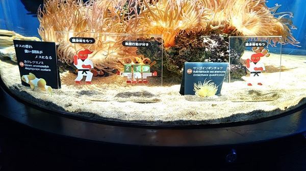 多様な魚や動物、人間との関係性を楽しく考えよう！『あなたも愉快な生きものだ！展』開催中