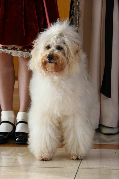 「50年、100年と続けられるように」日本上演40年目のミュージカル『アニー』が開幕