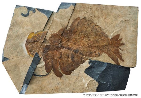 特別展『大絶滅展―生命史のビッグファイブ』国立科学博物館で　地球に5回訪れた「大量絶滅」の危機を日本初公開となる貴重な標本などから紐解く
