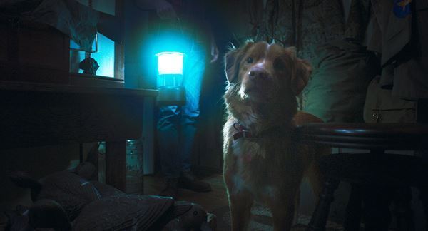 映画『GOOD BOY／グッド・ボーイ』迫り来る恐怖を“犬視点”で追体験できる予告映像公開